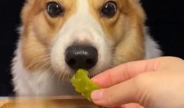 网红吃瓜狗子,揭秘娱乐圈背后的“狗仔”生活